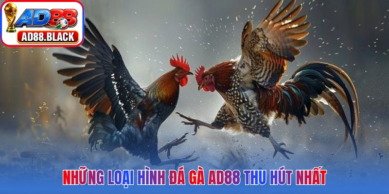 Những loại hình đá gà AD88 thu hút nhất